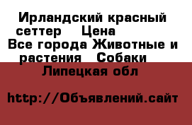 Ирландский красный сеттер. › Цена ­ 30 000 - Все города Животные и растения » Собаки   . Липецкая обл.